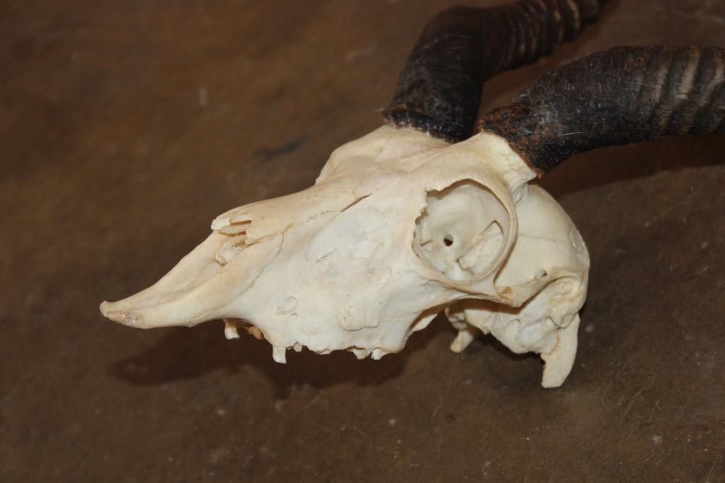 BLACKBUCK Skull - 3