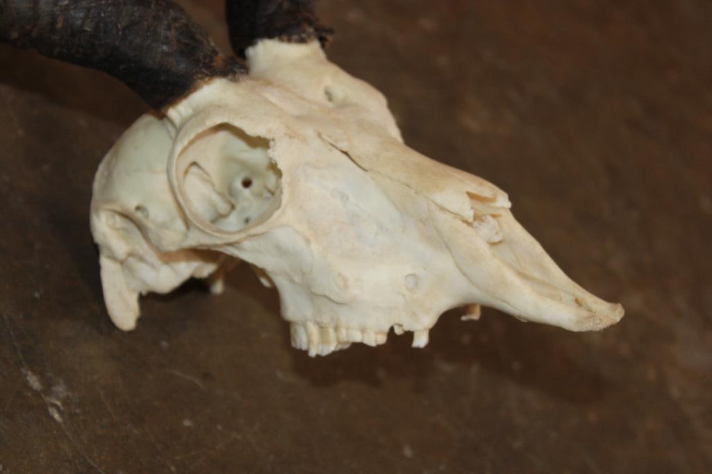 BLACKBUCK Skull - 4