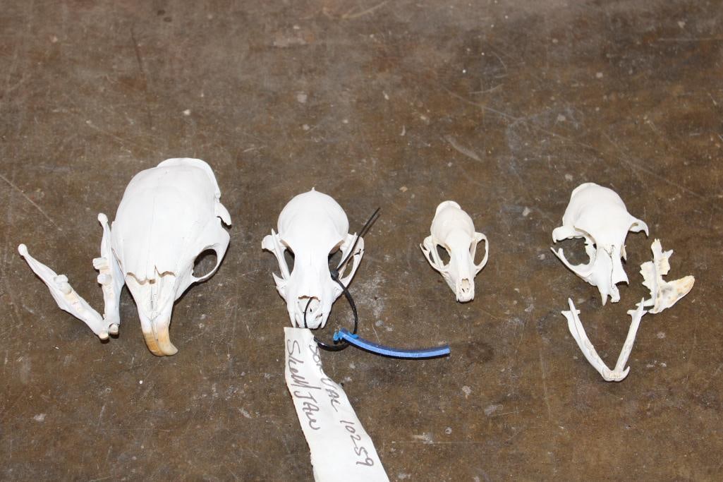 4 Skulls. (1) African PORCUPINE, (1) GENET CAT, (1) African WILD CAT, (1) SERVAL: 4 Skulls, all have some damage. 1 African PORCUPINE Skull, 1 GENET CAT Skull, 1 SERVAL CAT Skull, and 1 African WILD CAT Skull. TAXIDERMY SKULLS 