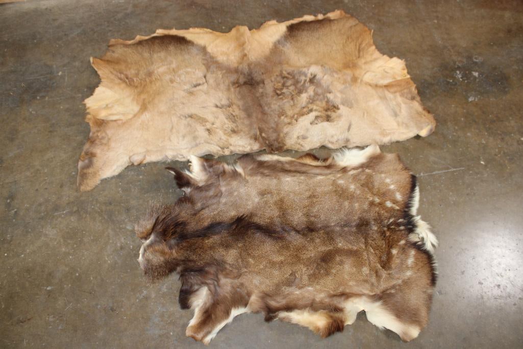 (1) ELK Back Hide and (1) FALLOW DEER Hide: 1 ELK Back Hide that measures 60" Wide x 33" Long. 1 FALLOW DEER Hide that measures 44" Wide x 32" Long. TAXIDERMY HIDES 