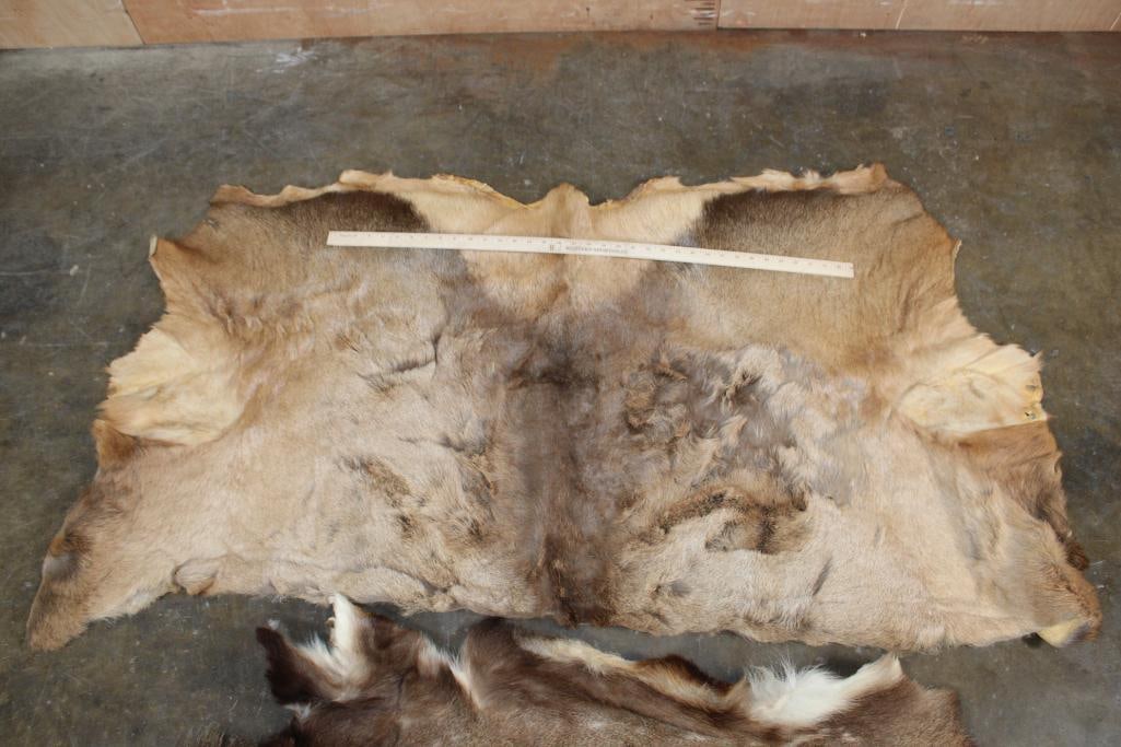 (1) ELK Back Hide and (1) FALLOW DEER Hide - 2