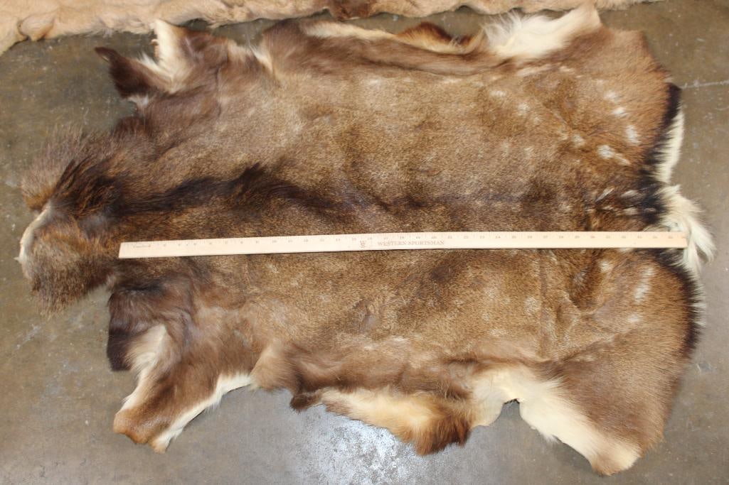 (1) ELK Back Hide and (1) FALLOW DEER Hide - 3