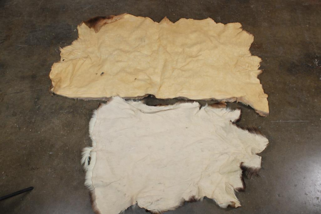 (1) ELK Back Hide and (1) FALLOW DEER Hide - 4