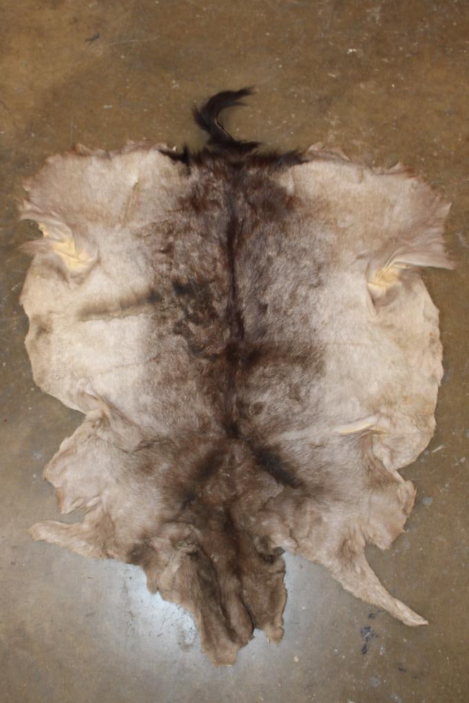 CHOCOLATE FALLOW DEER Hide: CHOCOLATE FALLOW DEER Hide. It measures 43" Long x 32" Wide and is in Good Condition. TAXIDERMY HIDES 