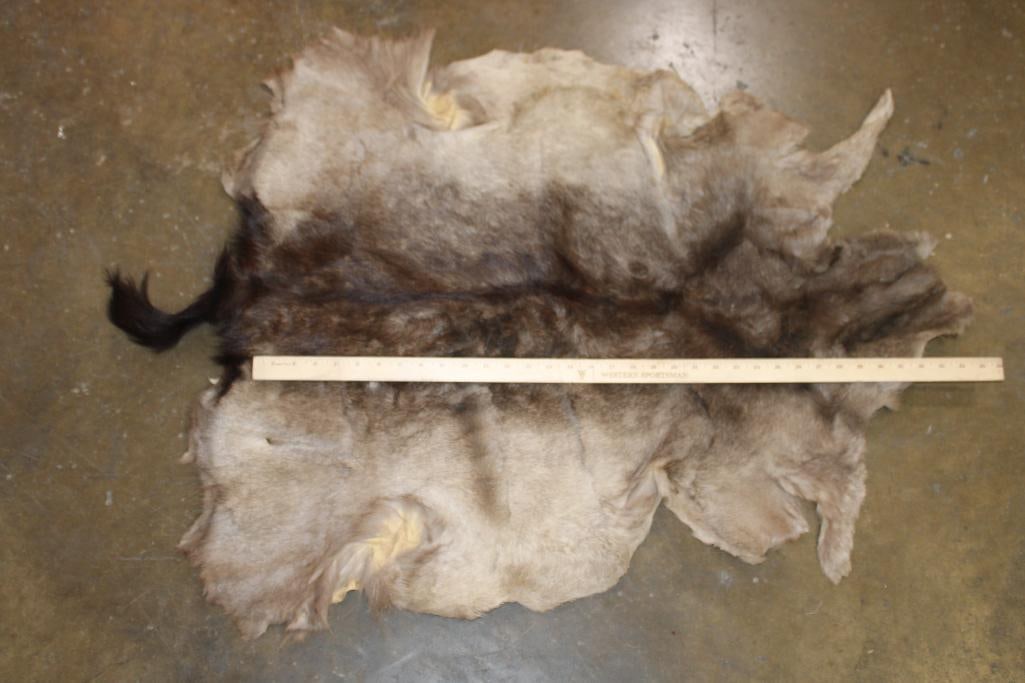 CHOCOLATE FALLOW DEER Hide - 2