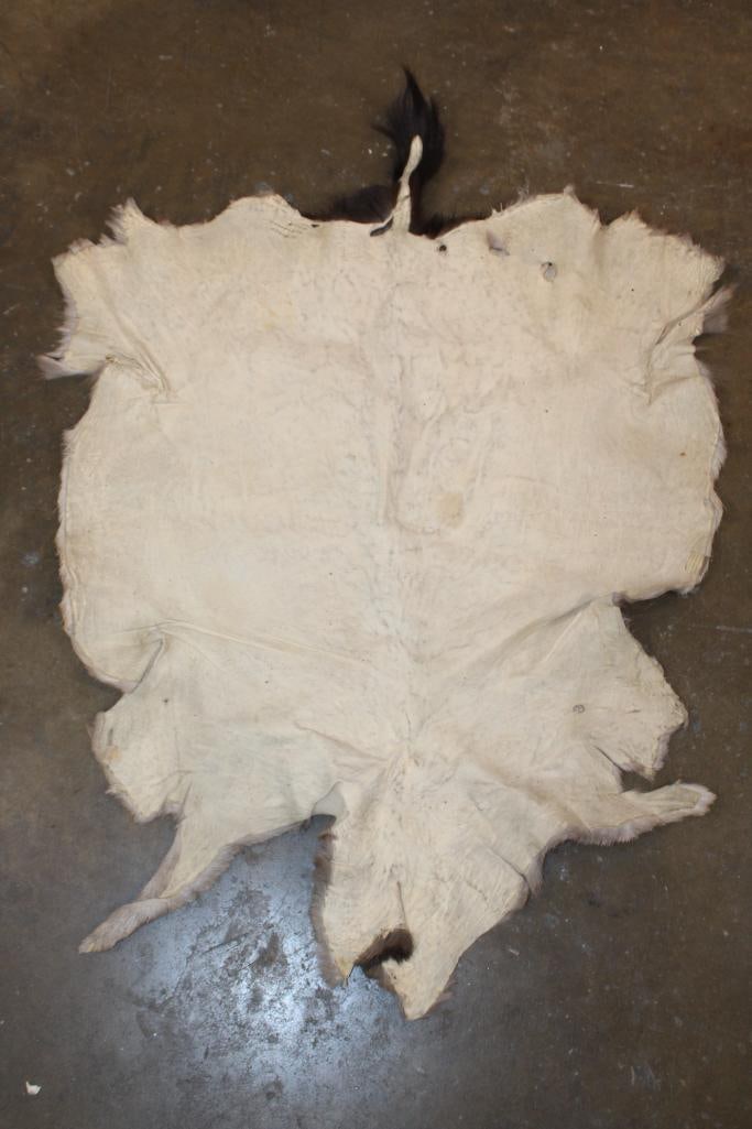 CHOCOLATE FALLOW DEER Hide - 3