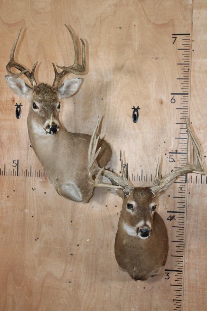 (1) WHITETAIL DEER Wall Pedestal Form (1) WHITETAIL DEER Shoulder Mount with a Reproduction Rack: 1 WHITETAIL DEER Wall Pedestal Form with the Antlers. 1 WHITETAIL DEER Shoulder Mount with a Reproduction Rack (has a glue repair). TAXIDERMY 