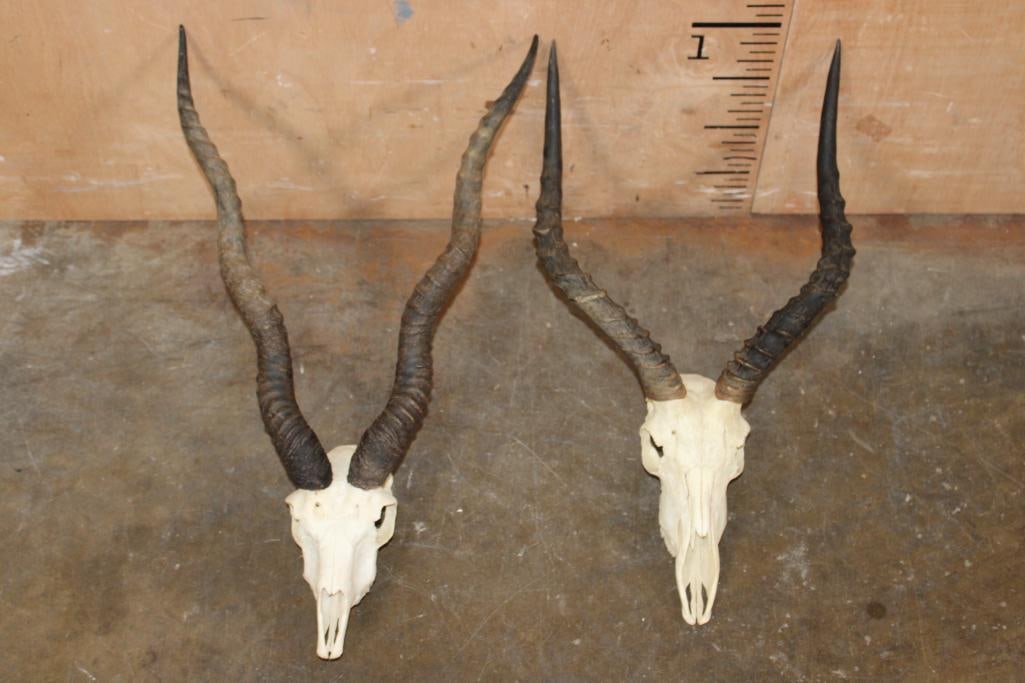 (1) BLACKBUCK Skull and (1) IMPALA Skull: 2 Skulls. There is 1 BLACKBUCK Skull and 1 IMPALA Skull. TAXIDERMY SKULLS 