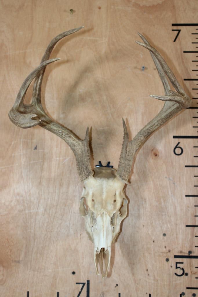 8-Point WHITETAIL DEER Skull: 8-Point WHITETAIL DEER Skull. It has a 16" Spread and some of its teeth. TAXIDERMY SKULLS 