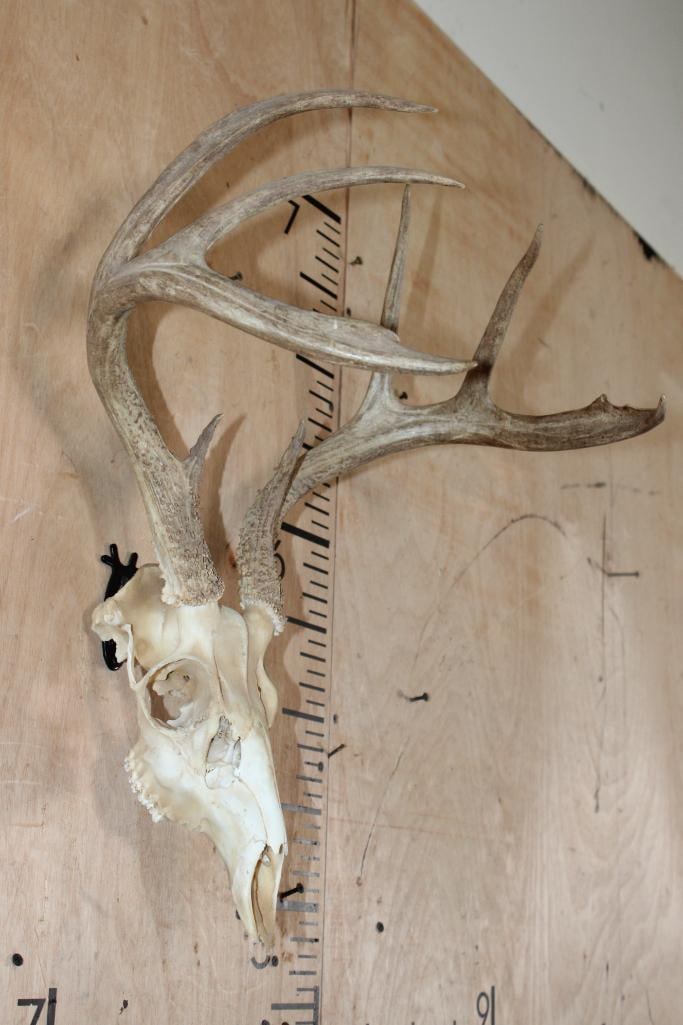 8-Point WHITETAIL DEER Skull - 2