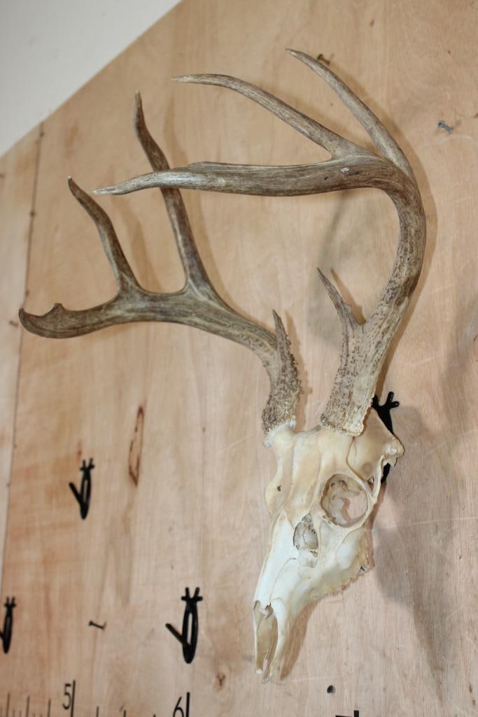 8-Point WHITETAIL DEER Skull - 3