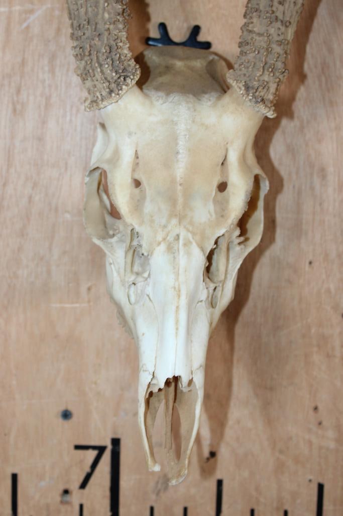 8-Point WHITETAIL DEER Skull - 4