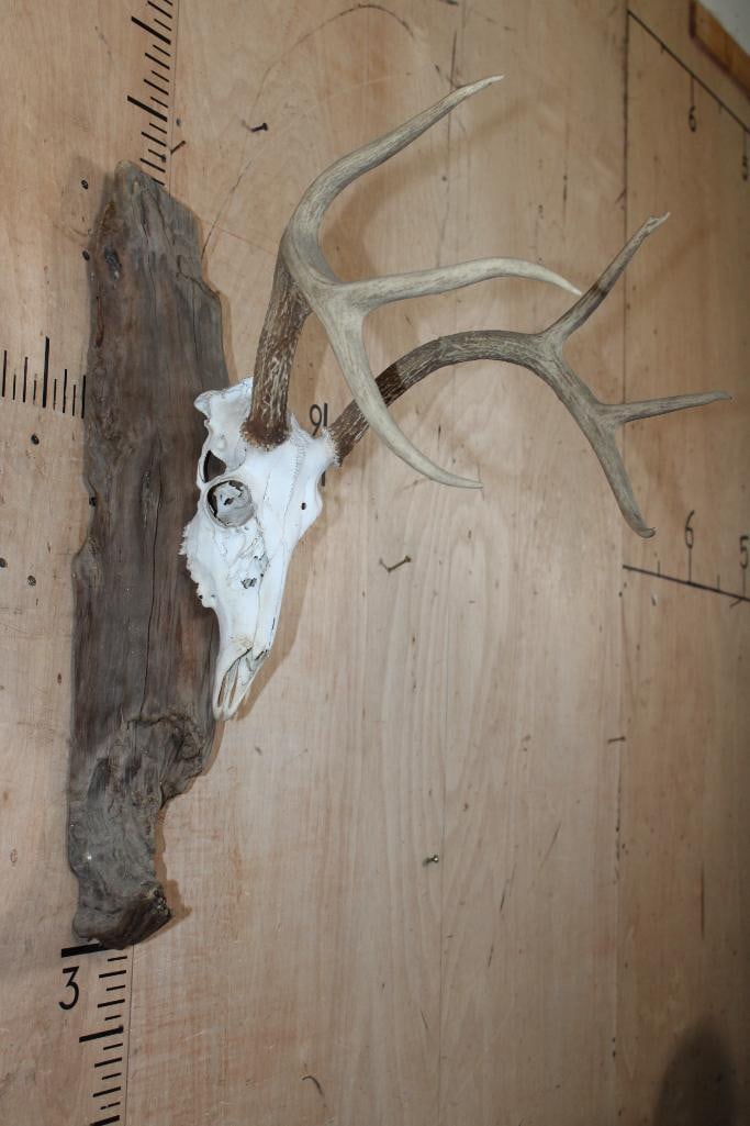 6-Point WHITETAIL DEER Skull Mounted on Driftwood - 2