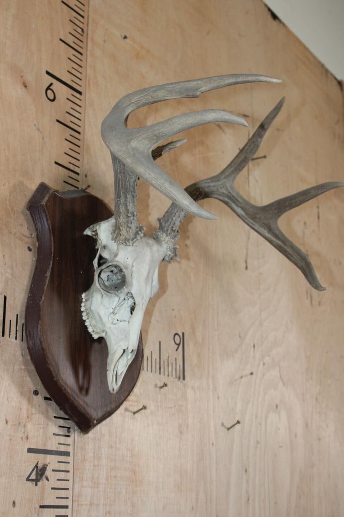 9-Point WHITETAIL DEER Skull on a Wood Plaque - 2
