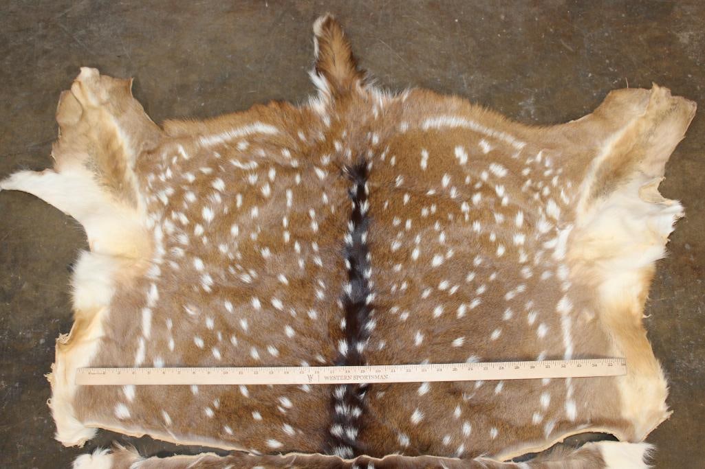 (2) Big AXIS DEER Hides - 2