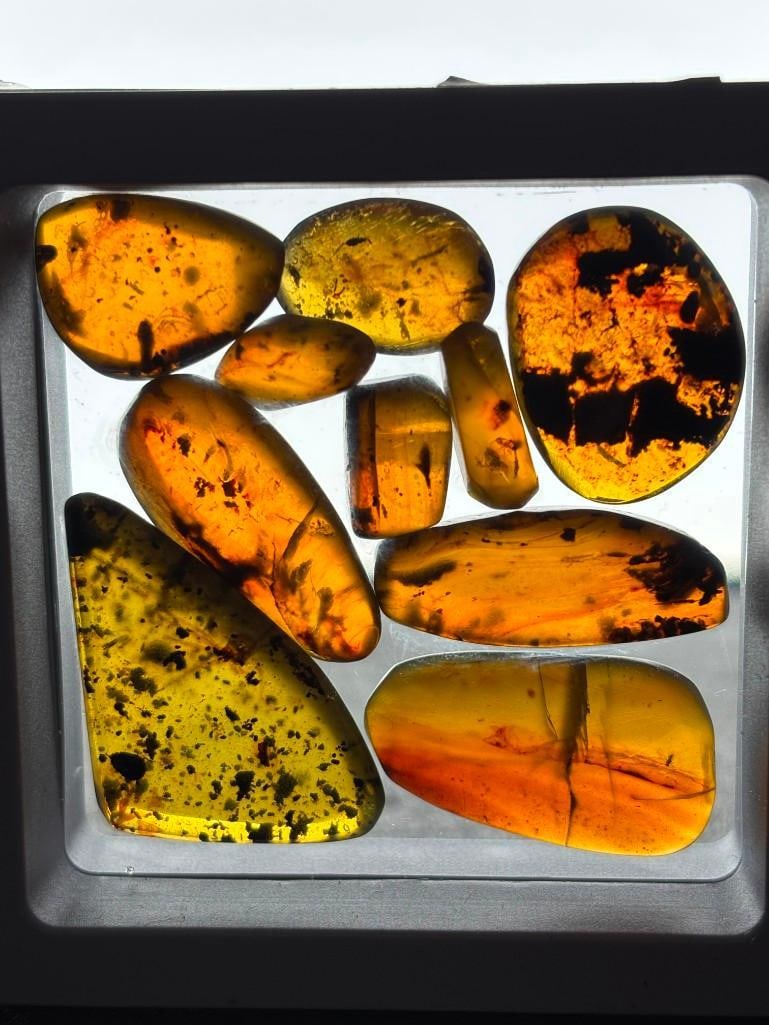 10 Pieces of Authentic Myanmar AMBER Fossil Specimens with several species of Insects Inclusions.: 10 Pieces of Authentic Myanmar AMBER Fossil Specimens with several species of Insects Inclusions inside. They come in a display case as shown, the Total Weight is 13.89 grams. These were mined in