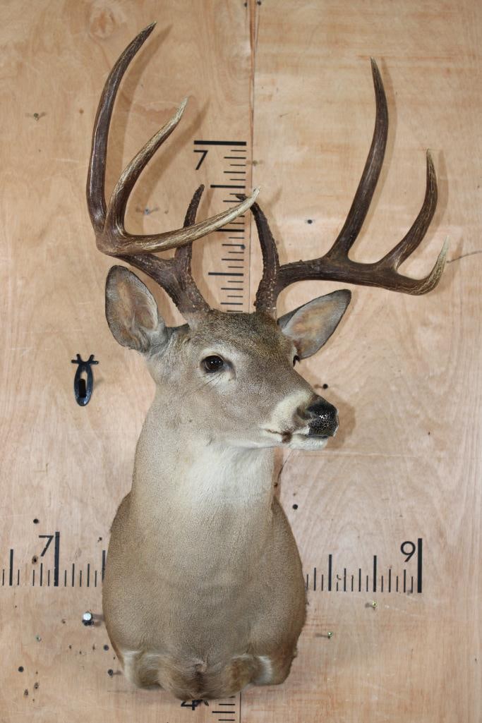8-Point WHITETAIL DEER Shoulder Mount - 2