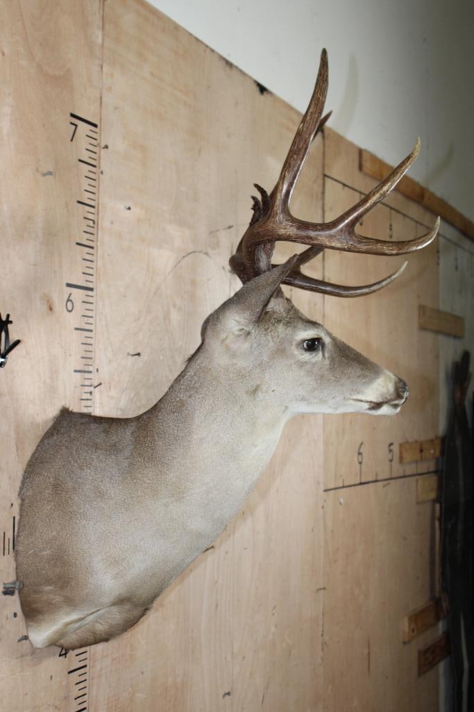 8-Point WHITETAIL DEER Shoulder Mount - 3