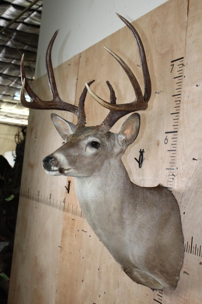 8-Point WHITETAIL DEER Shoulder Mount - 4
