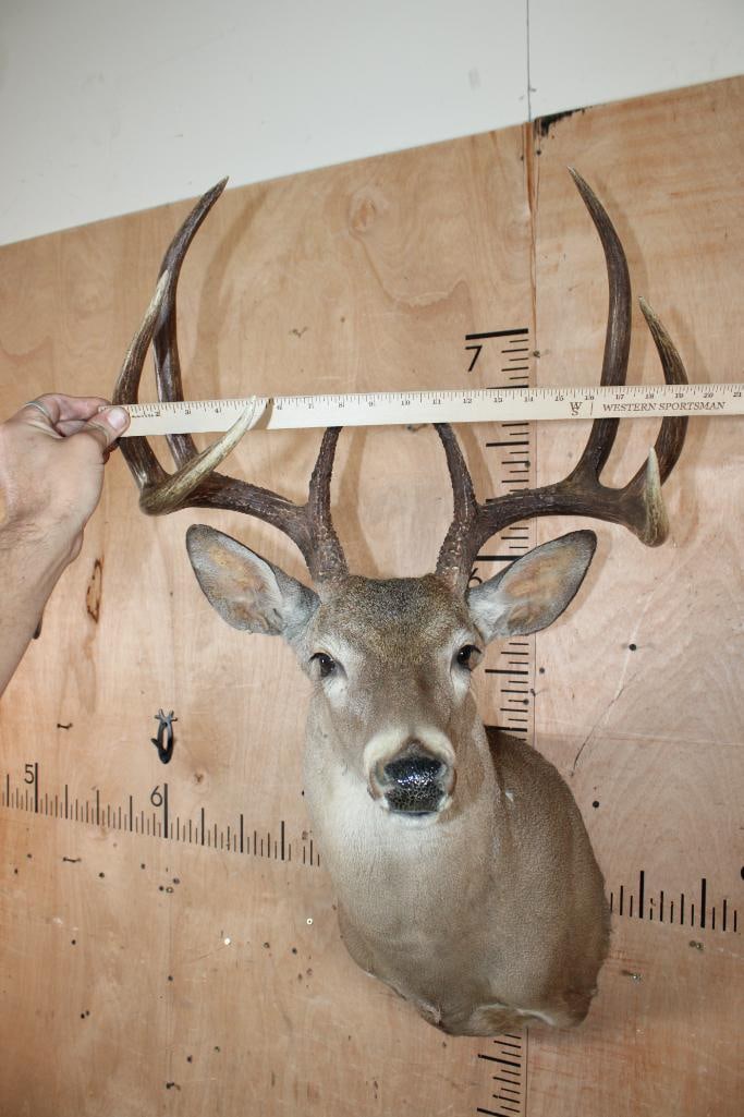 8-Point WHITETAIL DEER Shoulder Mount - 5