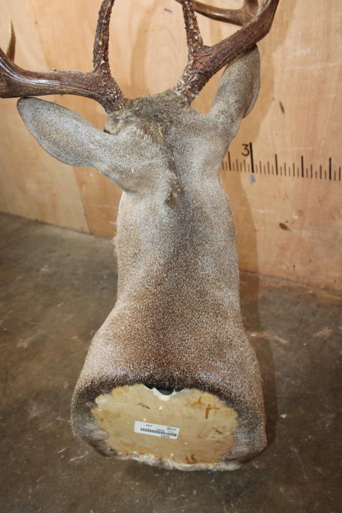 8-Point WHITETAIL DEER Shoulder Mount - 6