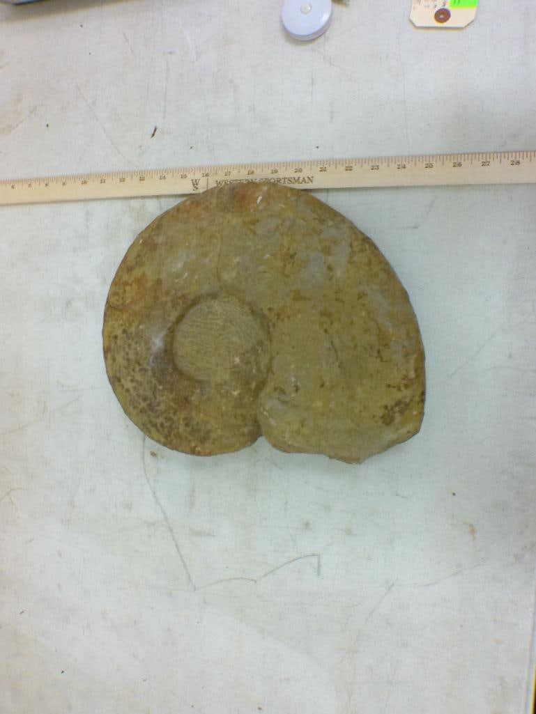 AMMONITE Fossil Specimen (1 of 3)