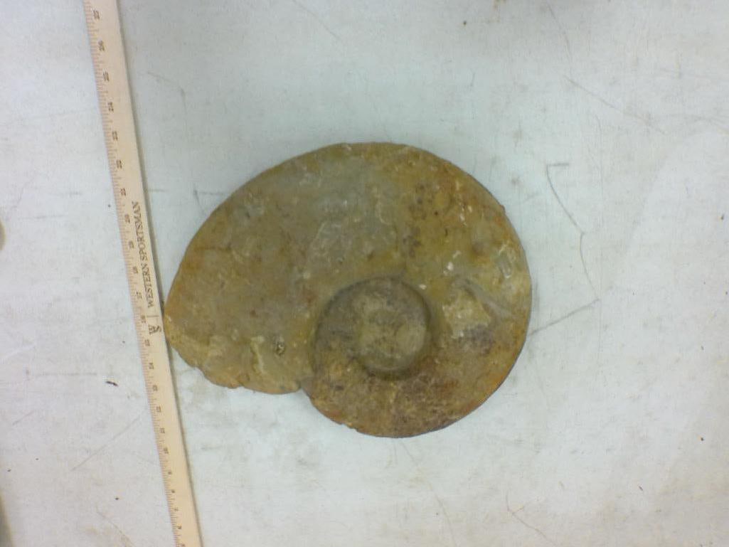 AMMONITE Fossil Specimen - 2