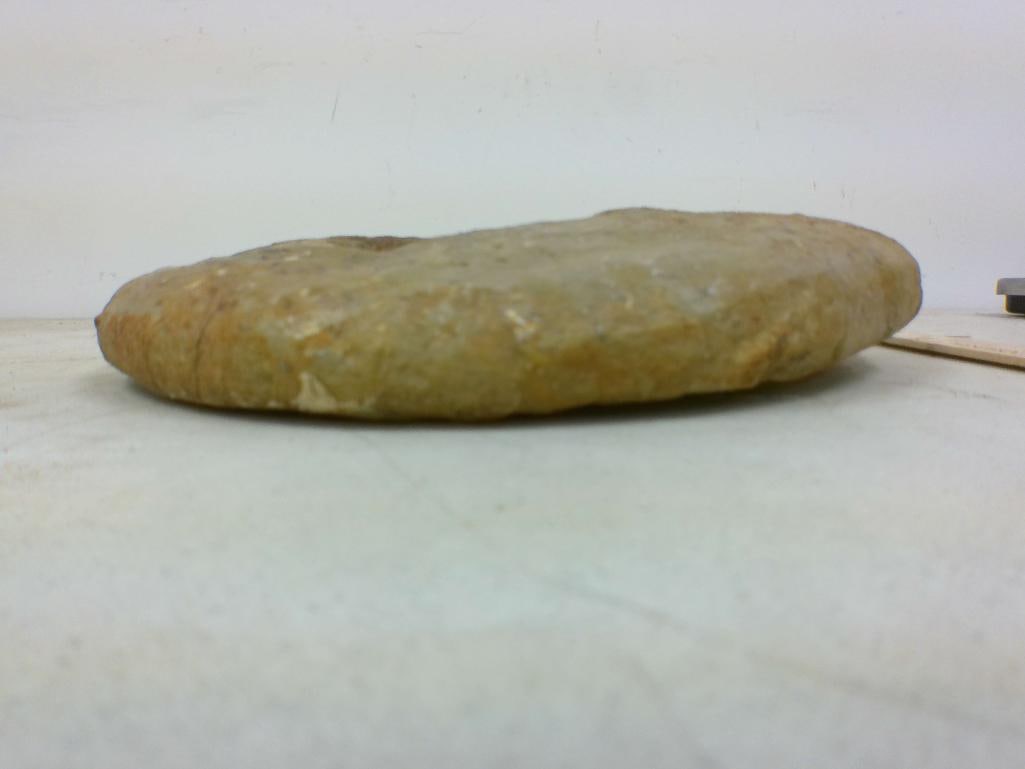 AMMONITE Fossil Specimen - 3