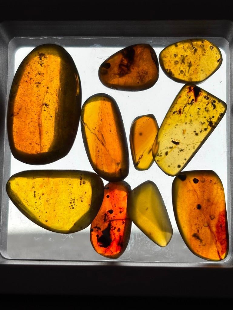 10 Pieces of Authentic Myanmar AMBER Fossil Specimens with Insect Inclusions: 10 Pieces of Authentic Myanmar AMBER Fossil Specimens with several species of Insects Inclusions inside. They come in a display case as shown, the Total Weight is 9.47 grams. These were mined in