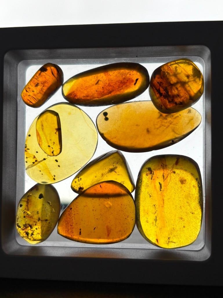 10 Pieces of Authentic Myanmar AMBER Fossil Specimens with Insect Inclusions: 10 Pieces of Authentic Myanmar AMBER Fossil Specimens with several species of Insects Inclusions inside. They come in a display case as shown, the Total Weight is 9.48 grams. These were mined in