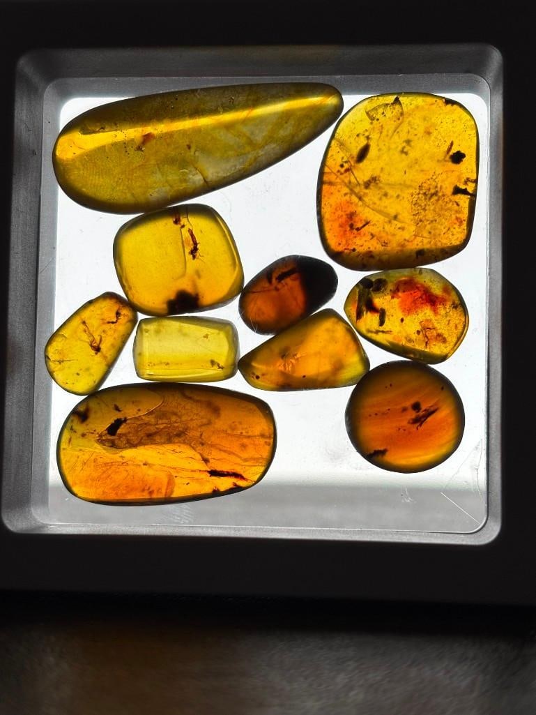 10 Pieces of Authentic Myanmar AMBER Fossil Specimens: 10 Pieces of Authentic Myanmar AMBER Fossil Specimens with several species of Insects Inclusions. They come in a display case as shown, the Total Weight is 8.54 grams. These were mined in Burma and