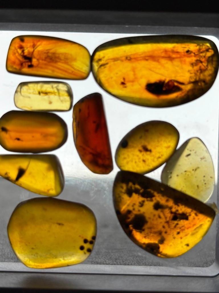 10 Pieces of Authentic Myanmar AMBER Fossil Specimens with several species of Insects Inclusions: 10 Pieces of Authentic Myanmar AMBER Fossil Specimens with several species of Insects Inclusions inside. They come in a display case as shown, the Total Weight is 7.66 grams. These were mined in