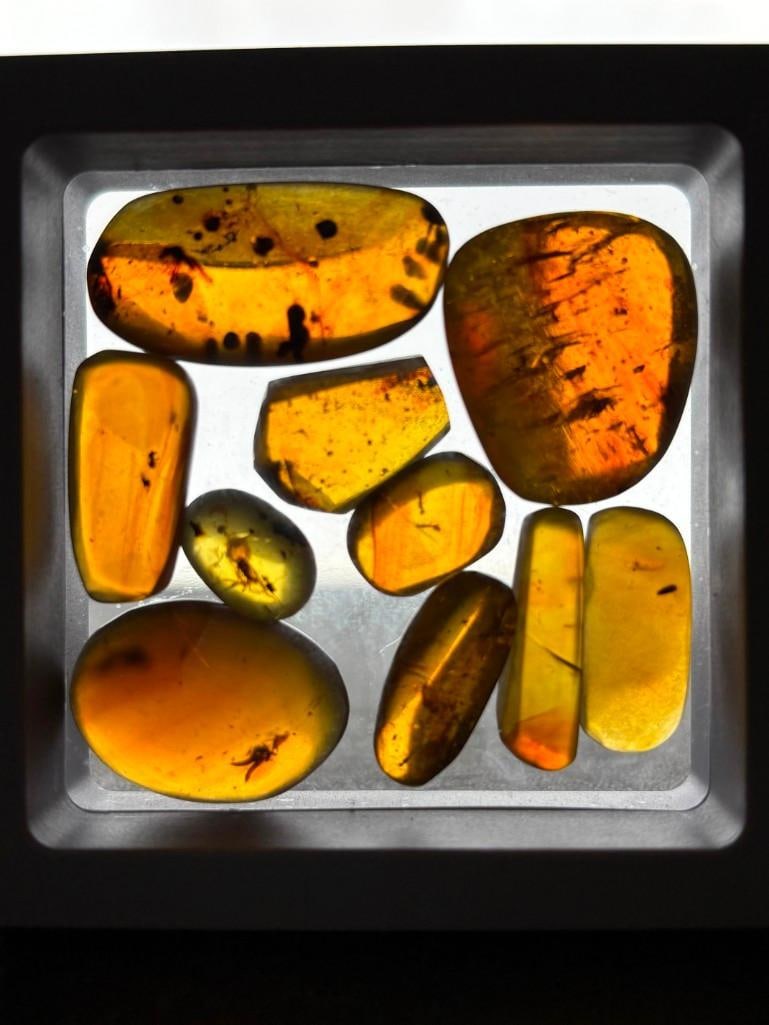 10 Pieces of Authentic Myanmar AMBER Fossil Specimens with Insect Inclusions: 10 Pieces of Authentic Myanmar AMBER Fossil Specimens with several species of Insects Inclusions inside. They come in a display case as shown, the Total Weight is 11.28 grams. These were mined in