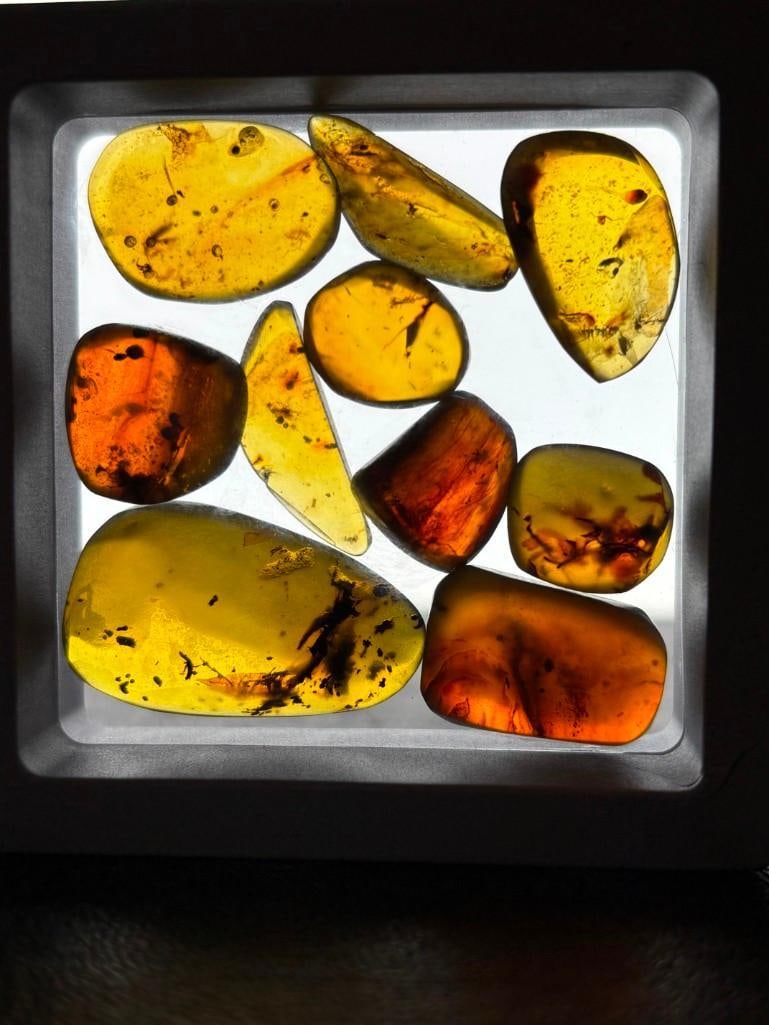 10 Pieces of Authentic Myanmar AMBER Fossil Specimens with several species of Insects Inclusions: 10 Pieces of Authentic Myanmar AMBER Fossil Specimens with several species of Insects Inclusions inside. They come in a display case as shown, the Total Weight is 10 grams. These were mined in Burma