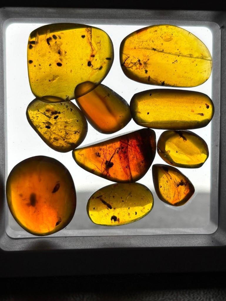 10 Pieces of Authentic Myanmar AMBER Fossil Specimens with Insect Inclusions: 10 Pieces of Authentic Myanmar AMBER Fossil Specimens with several species of Insects Inclusions inside. They come in a display case as shown, the Total Weight is 9.22 grams. These were mined in