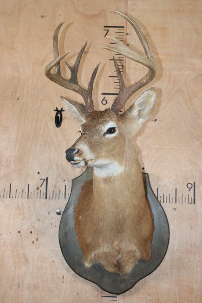 10-Point WHITETAIL DEER Shoulder Mount on a Wood Plaque - 2