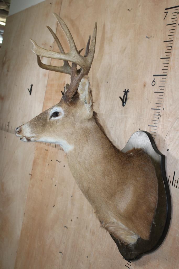 10-Point WHITETAIL DEER Shoulder Mount on a Wood Plaque - 3
