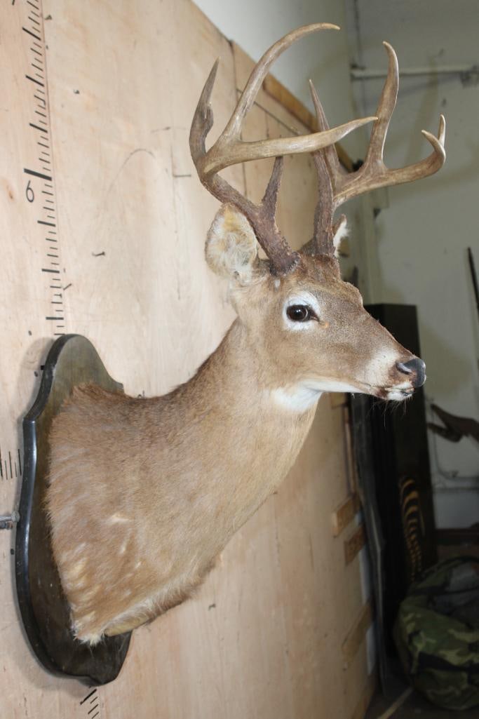 10-Point WHITETAIL DEER Shoulder Mount on a Wood Plaque - 4