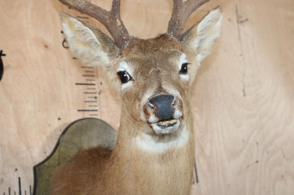 10-Point WHITETAIL DEER Shoulder Mount on a Wood Plaque - 5