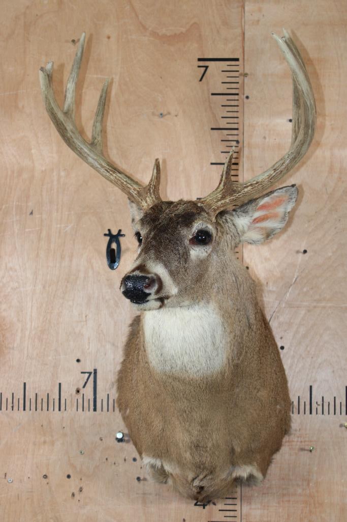 9-Point WHITETAIL DEER Shoulder Mount - 2