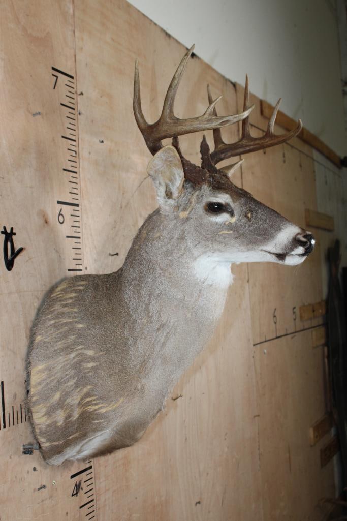 WHITETAIL Shoulder Mount Taxidermy Form with the 10-Point Antlers - 2