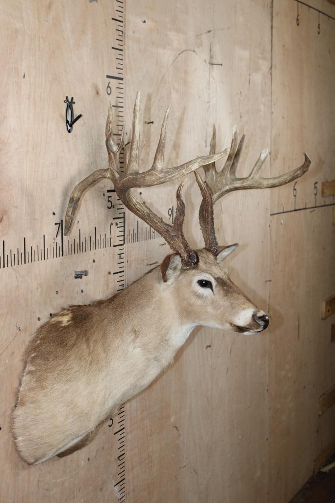 WHITETAIL DEER Taxidermy Form with a Big 16-Point Rack - 2