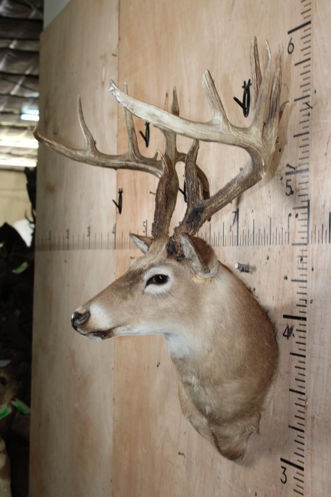 WHITETAIL DEER Taxidermy Form with a Big 16-Point Rack - 3