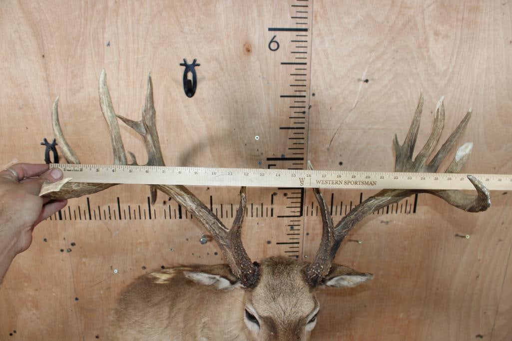 WHITETAIL DEER Taxidermy Form with a Big 16-Point Rack - 4