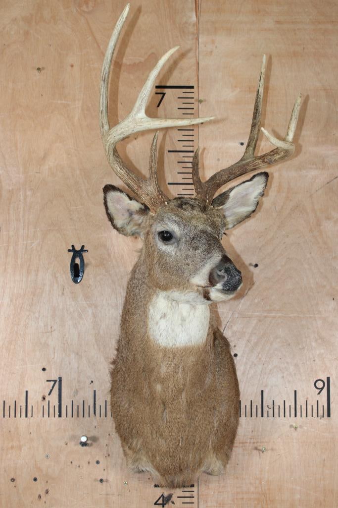 WHITETAIL DEER Taxidermy Form with 8-Point Antlers - 2