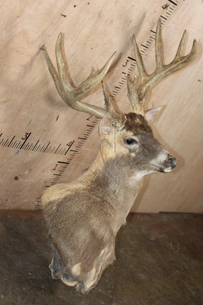 XL WHITETAIL DEER Pedestal Mount Taxidermy Form with a Heavy 15-Point Antler Rack - 2