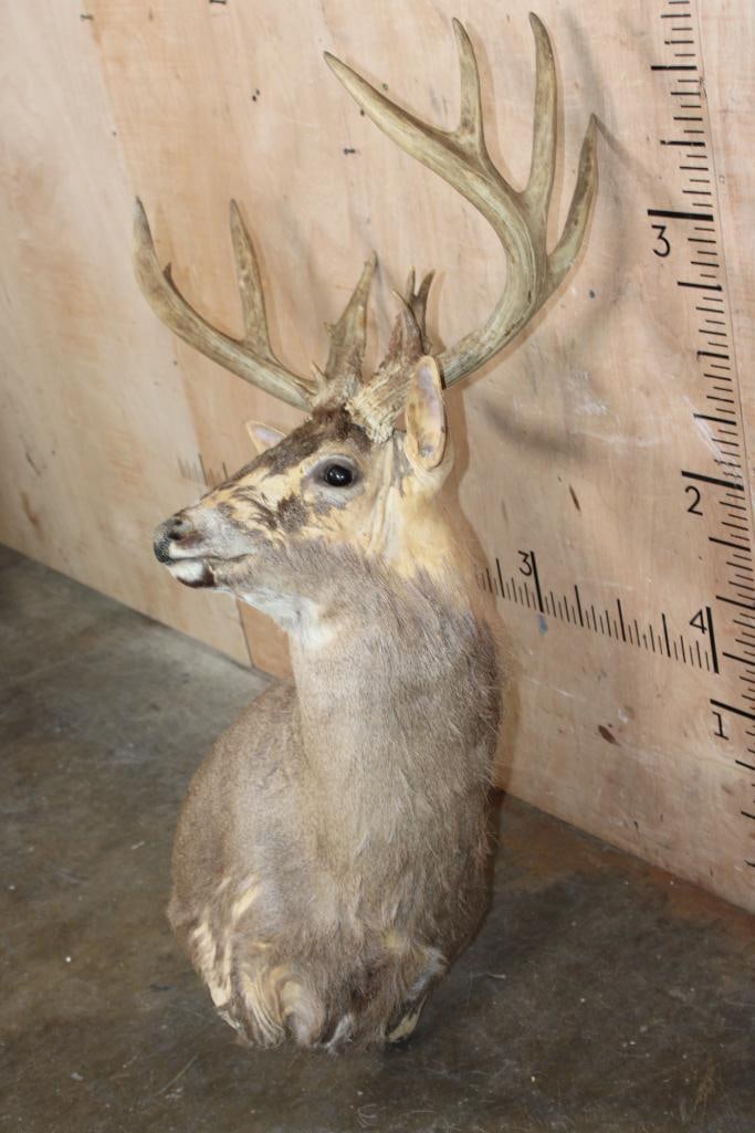 XL WHITETAIL DEER Pedestal Mount Taxidermy Form with a Heavy 15-Point Antler Rack - 3