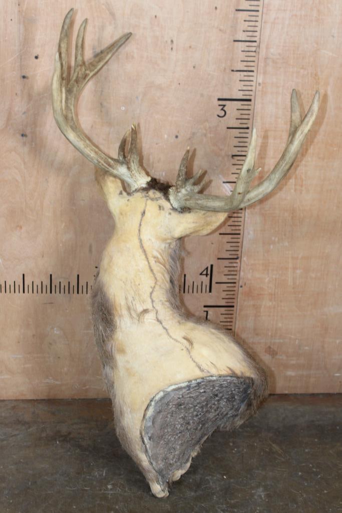 XL WHITETAIL DEER Pedestal Mount Taxidermy Form with a Heavy 15-Point Antler Rack - 4