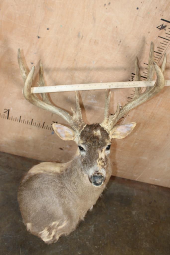 XL WHITETAIL DEER Pedestal Mount Taxidermy Form with a Heavy 15-Point Antler Rack - 5