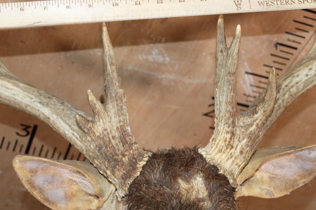 XL WHITETAIL DEER Pedestal Mount Taxidermy Form with a Heavy 15-Point Antler Rack - 6